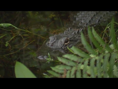 Wildlife officials searching for gator that bit a woman in Collier County