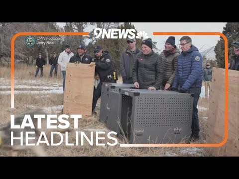 Latest Headlines | Wolf released as part of reintroduction found dead in Larimer County