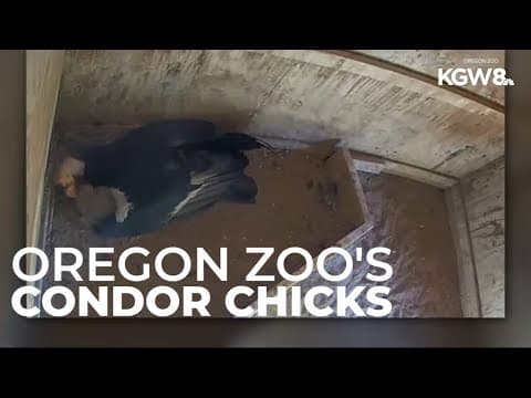 Oregon Zoo welcomes 11 California condor chicks