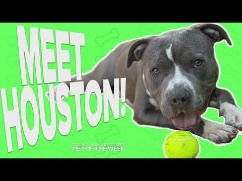 Pet Rescue of the Week: Houston