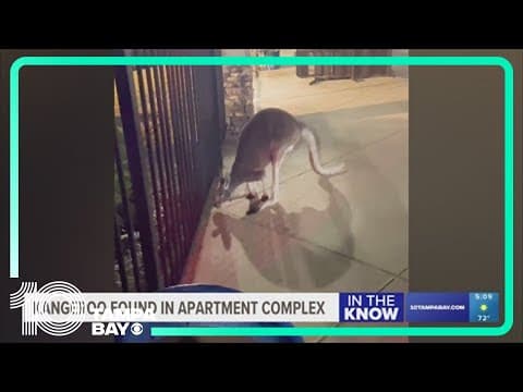 Kangaroo gets loose outside Tampa apartment complex