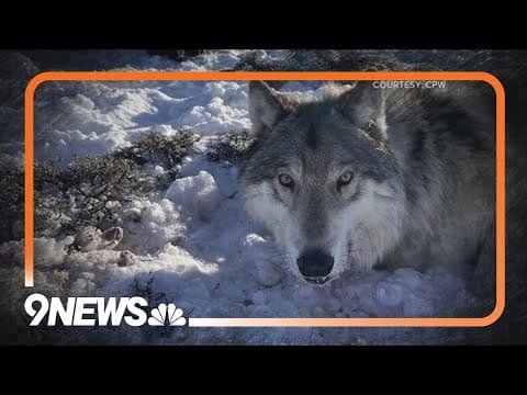 Colorado wolf's death linked to vehicle collision