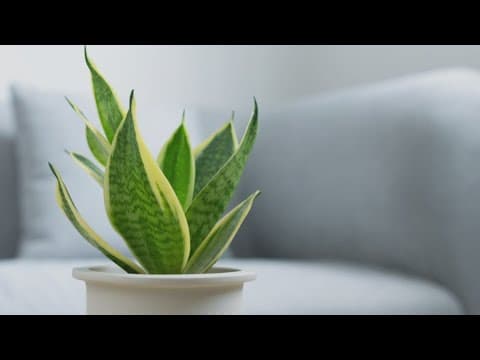 Transform your home with low-maintenance air-purifying plants