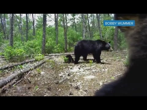 Wildlife officials voting on resuming state black bear hunt