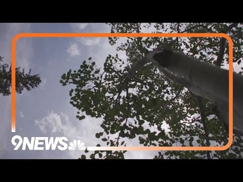 Researchers find Colorado forests emitting more carbon than they capture