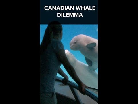 Uncertain fate for dozens of captive Canadian beluga whales