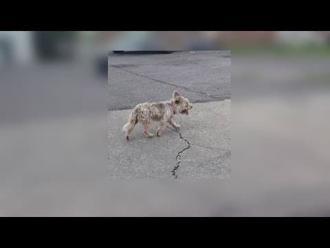 A dog has been missing for 5 months, Mid-City community not giving up on their search