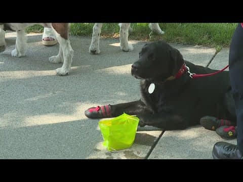 Keeping your pets safe during this San Diego heatwave