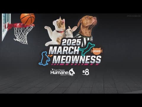 The 2025 March Meowness winner is crowned!