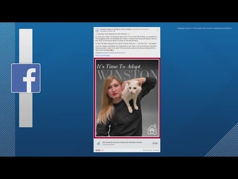 Local animal shelters joining the 'Taylor Swift challenge'