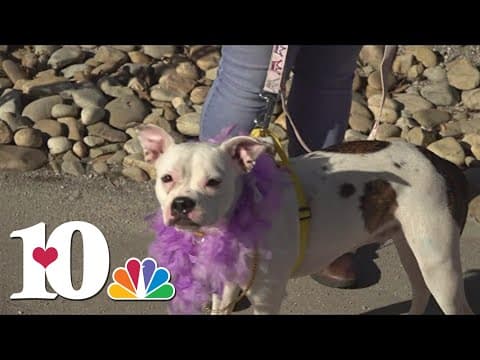 Mardi Growl 2023 set for Saturday