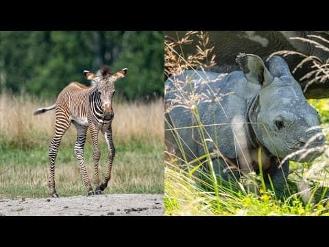 The Wilds celebrate births of baby zebra, rhino