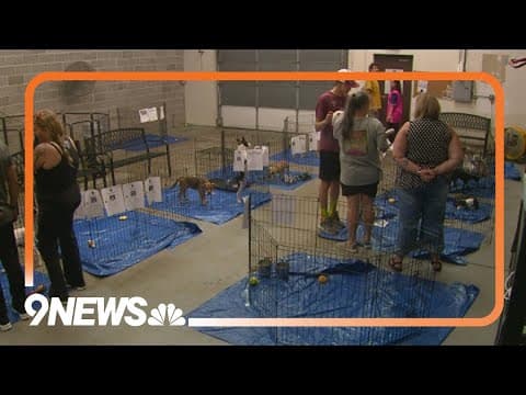 Colorado health officials: Puppy at adoption event tests positive for rabies