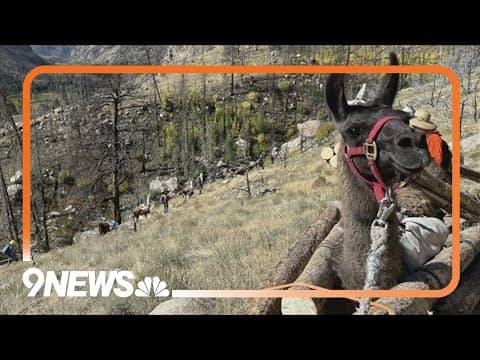 Llamas assist with water supply maintenance in Greeley years after wildfire