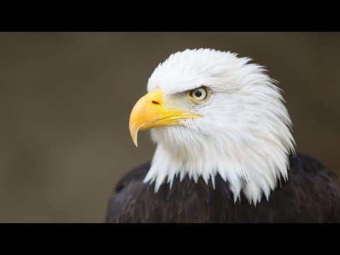 Bald eagle officially recognized as America's national bird