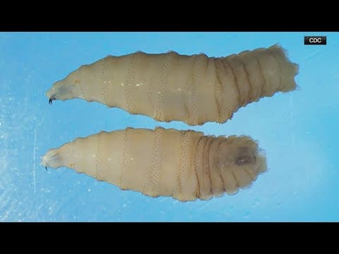 CDC confirms rare screwworm infection in a human