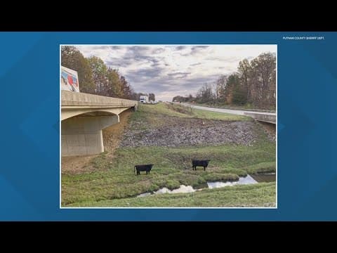 Cows on the loose off I-70 in Putnam County