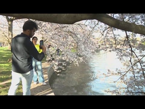Why weather will work in favor of preserving cherry blossoms