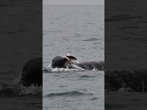 Orca seen pushing dead calf in Rosario Strait