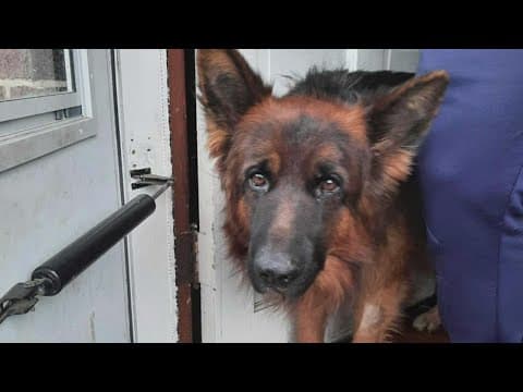 Columbus Humane offering reward after dog shot in the head, another decapitated