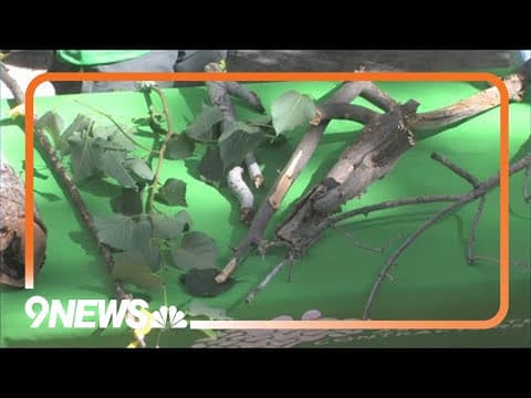 What to do in pruning season