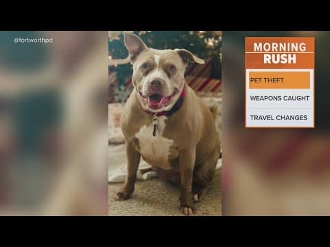 Dog stolen, police release photos of getaway car with the dog in the front seat!