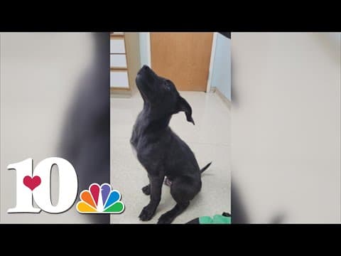 Update on puppy injured after thrown in river