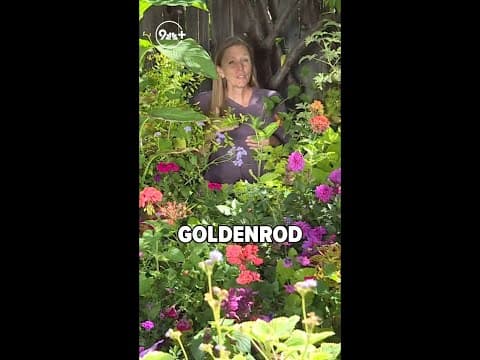 Debunking hay fever myths about Goldenrods and other fall flowers