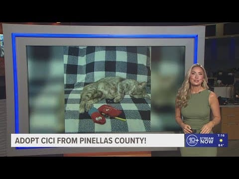 Give Cici from Pinellas a fur-ever home!
