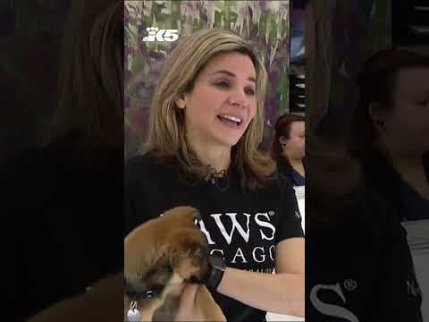 Pet owners may need to re-register pets after microchip company shutdown