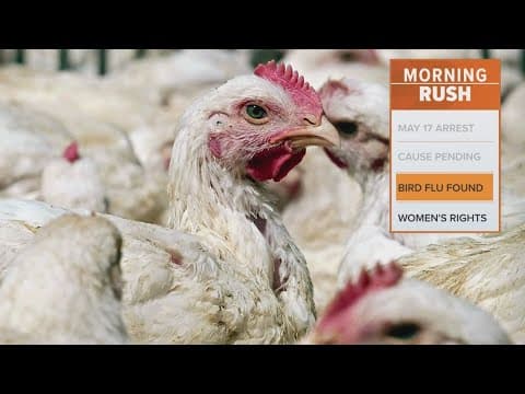 4 million chickens killed after Iowa officials find bird flu