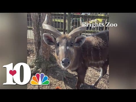 Animal at a Tennessee zoo dies after choking on squeezable applesauce pouch