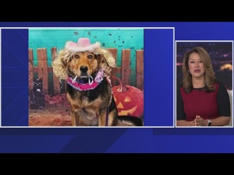 Viewer photos show off Halloween costumes