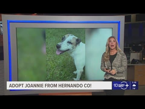 Give Joannie from Hernando a fur-ever home!