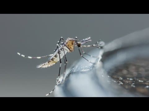 Dallas-Fort Worth named one of the worst areas in the country for mosquitos