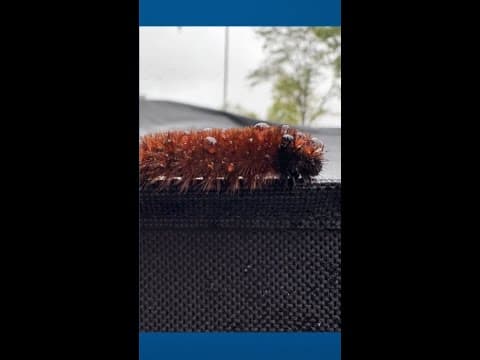 Folklore behind woolly bears, what the colors say about this winter's weather