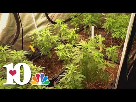 U.S DEA working to reclassify marijuana