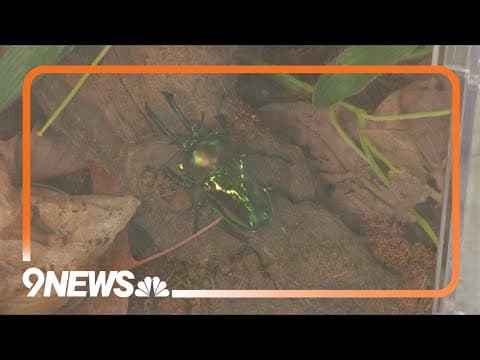 Sunrise Safari: Rainbow stag beetle