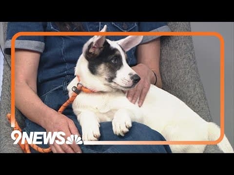 Ricky is a sweet pup that loves to cuddle