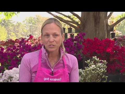 Here's why the DC-area is so good for growing azaleas