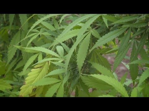New survey shows most Hoosiers support legalization of marijuana