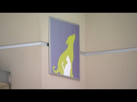 Houston's District B launches program to remove stray dogs