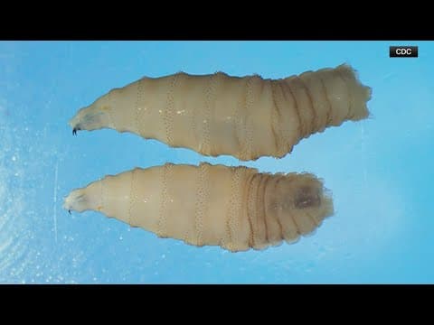 Maryland resident is diagnosed with New World screwworm