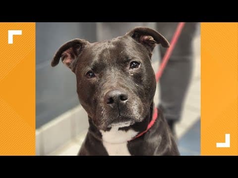 Pets of the Week: 4-6-2024