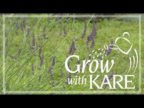 Grow with KARE: 3 types of Lavender