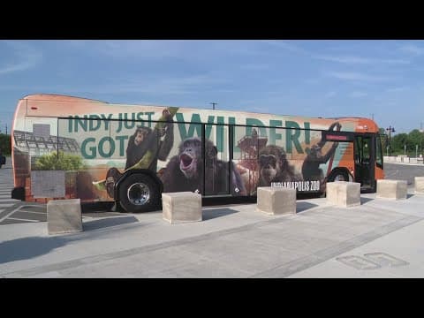 Indy Zoo unveils new IndyGo bus design featuring zoo's new chimpanzee