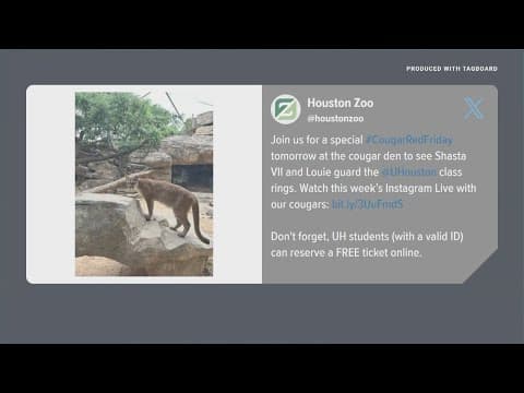 Houston Zoo cougars guard UH class rings