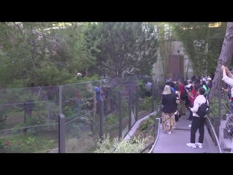 It's a panda party this weekend at the San Diego Zoo