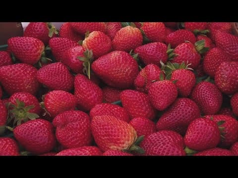 Strawberry Festival underway in Ponchatoula