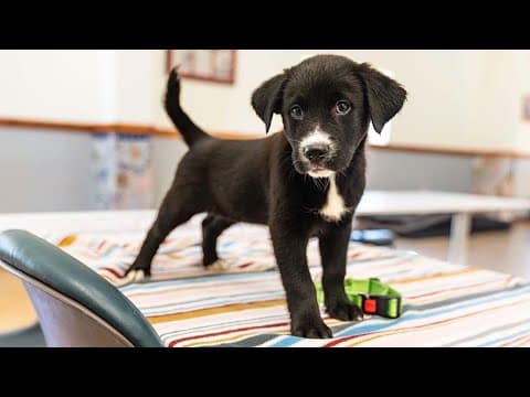 Houston stray and her 7 puppies in training to be service dogs